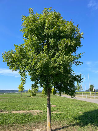 Acer monspessulanum