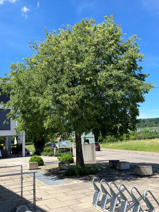 Celtis australis