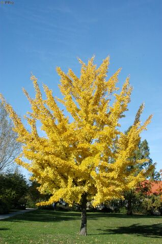 Ginkgo biloba