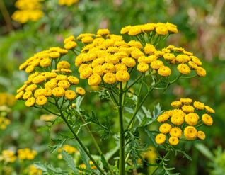 Tanacetum vulgare – traditionelle Heil- und Färberpflanze mit intensiv gelber Blüte
