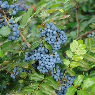 Mahonia aquifolium – immergrünes Gehölz mit gelben Blüten, dekorative Färberpflanze