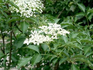 Schwarzer Holunder (Sambucus nigra) – Früchte liefern violette Naturfarben und wertvolle Vitamine
