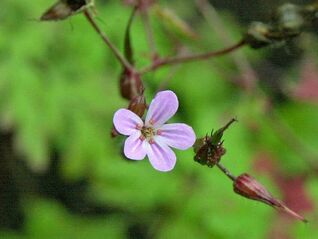 Geranium robertianum – Ruprechtskraut: Wildkraut, Heilpflanze und Färberpflanze 