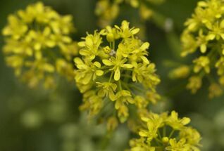 Färberwaid (Isatis tinctoria) – traditionelle Färberpflanze, liefert den blauen Farbstoff Indigo