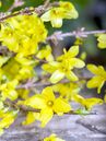 Erstfrühling: Wenn die Forsythie (Forsythia) beginnt zu blühen, ist ein guter Zeitpunkt, um Rosen zu schneiden.