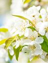 Vollfrühling: Wenn der Apfelbaum (Malus) zu blühen beginnt, können Zwiebel- und Knollenpflanzen gesetzt werden.