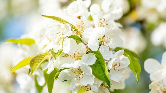 Vollfrühling: Wenn der Apfelbaum (Malus) zu blühen beginnt, können Zwiebel- und Knollenpflanzen gesetzt werden.