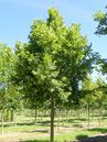 Hochsommer: Wenn die Sommerlinde (Tilia platyphyllos) blüht, soll man Tomatenpflanzen ausgeizen und anbinden.