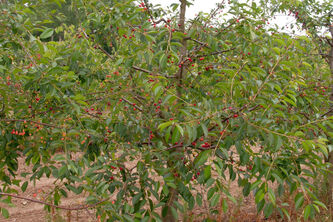 Prunus Kordia