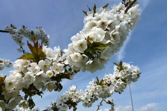 Prunus Swing