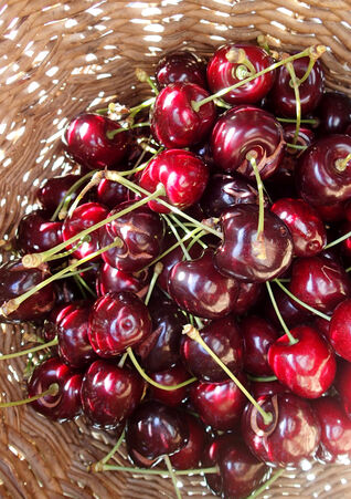 Prunus Kordia
