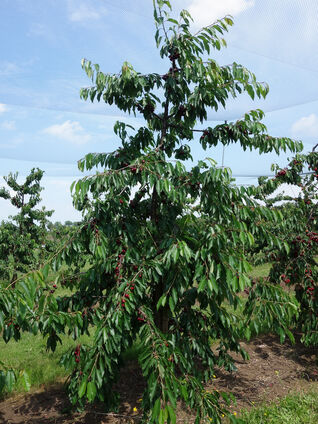 Prunus Swing