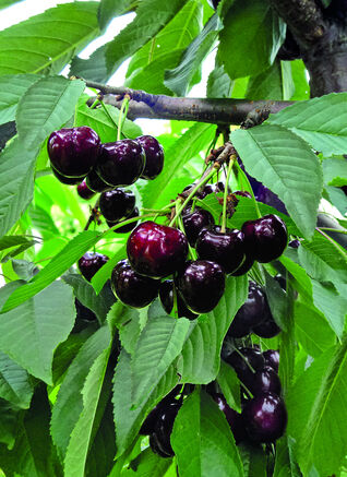 Prunus Swing