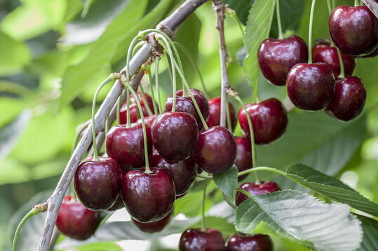 Prunus avium Regina