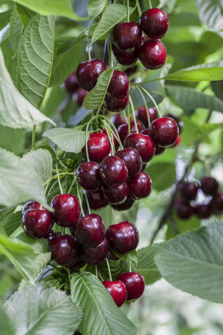 Prunus avium Regina