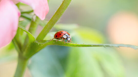 Typische Nützlinge sind Spinnentiere und Insekten – wie zum Beispiel der Marienkäfer.