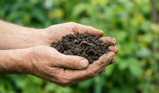 Ein vielfältiger Garten bietet zudem Lebensraum für Nützlinge wie Bienen, Hummeln oder Regenwürmer. Im natürlichen Kreislauf und tragen sie dazu bei, dass der Garten gesund und stabil bleibt.  