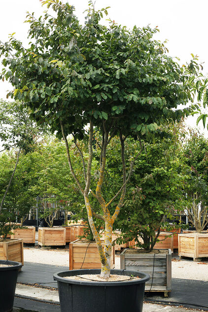 Eisenholzbaum (Parrotia persica): Besticht durch seine ausladende, mehrstämmige Wuchsform und ein spektakuläres Farbenspiel im Herbst