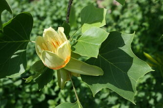 Liriodendron tulipifera