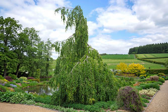 Hänge-Buche (Fagus sylvatica 'Pendula')