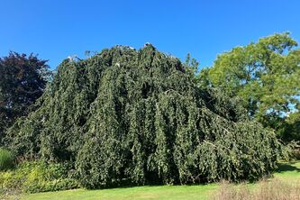 Liriodendron tulipifera