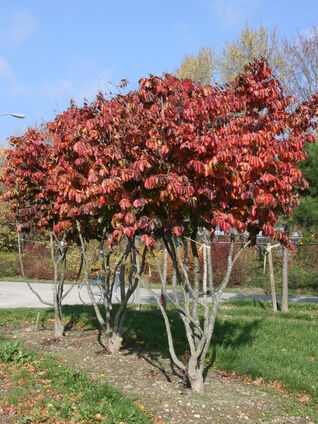 Parrotia persica Schirm