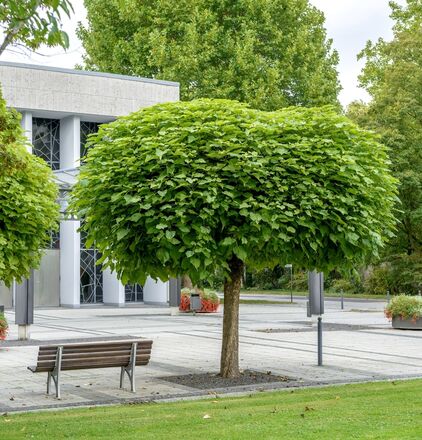 Kugel-Trompetenbaum (Catalpa bignonioides 'Nana'): Perfekt für architektonische Akzente durch seine natürlich kugelige Krone.