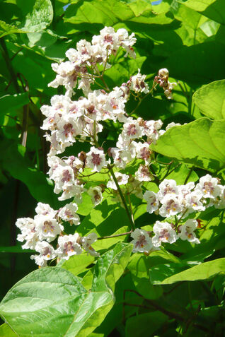 Catalpa bignonioides