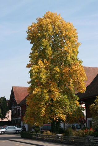 Tulpenbaum (Liriodendron tulipifera)