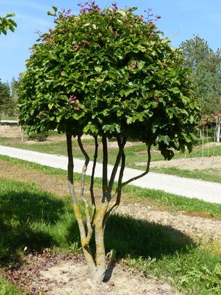 Parrotia persica Schirm