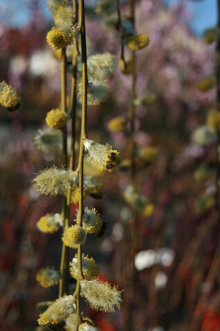 Salix caprea Kilmarnock
