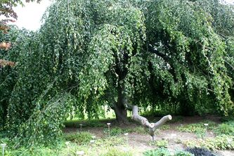 Fagus sylvatica Pendula