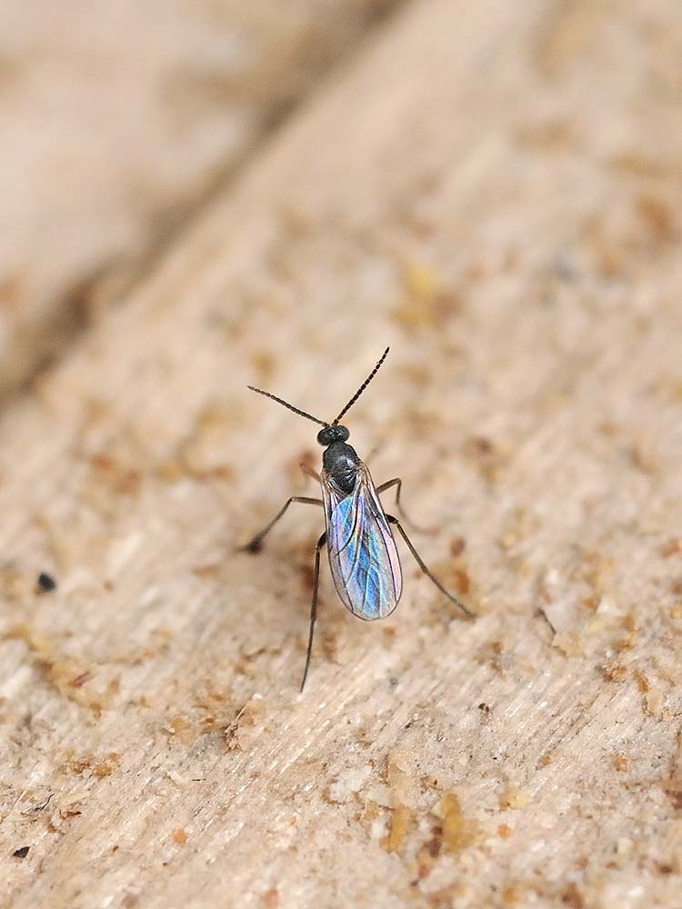 Trauermücken kleine schwarze Fliegen Hauenstein AG