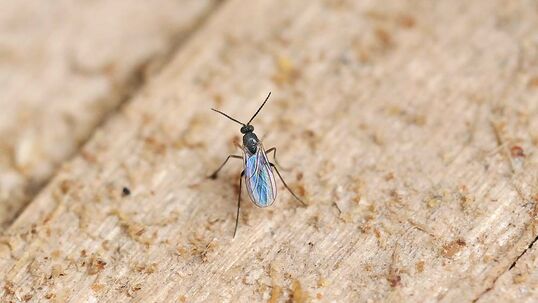 Die Trauermücke ist weltweit verbreitet und besiedelt auch extreme Lebensräume. Foto © Andermatt Biocontrol Suisse AG