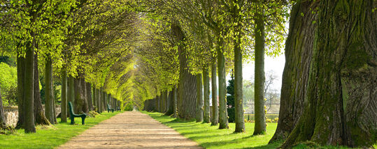 Lindenallee