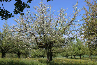 Malus Usterapfel (Fructus)