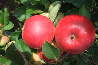 Malus Reglindis_