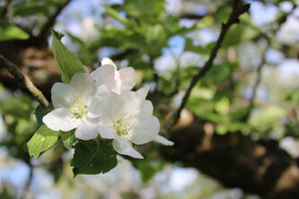 Malus Usterapfel (Fructus)