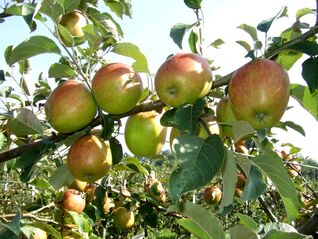 Malus Alant