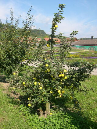Malus Ananas Reinette
