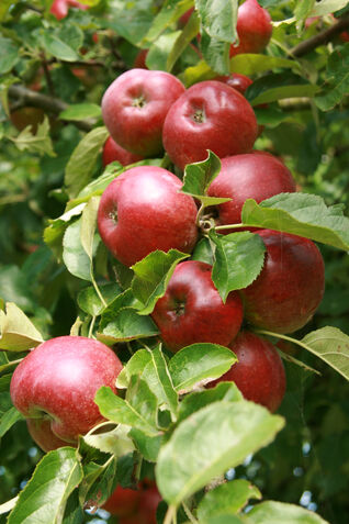 Malus Blauacher Wädenswil