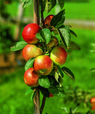 Malus Gravensteiner Rellstab