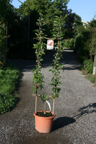 Malus, Pyrus U Spalier