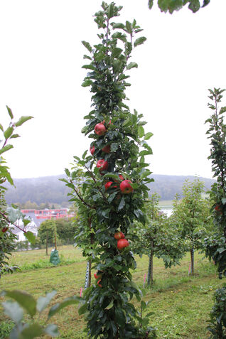 Malus Rumba