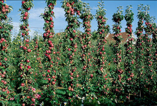 Malus Versailles