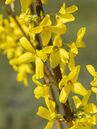 Barbarazweige – wie hier Forsythien – sollten nicht zu früh geschnitten werden.