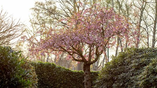 Für Barbarazweige eignen sich verschiedenste Pflanzen – so auch der Prunus serrulata, hier in der Sorte 'Kanzan'.