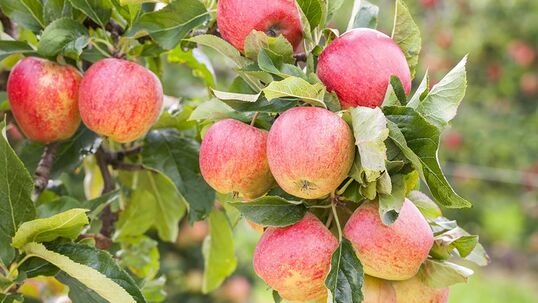Viele Obstgehölze sind Fremdbefruchter. Jedoch gibt es auch Obstsorten, welche als Selbstbefruchter nicht abhängig von anderen Pflanzen sind.