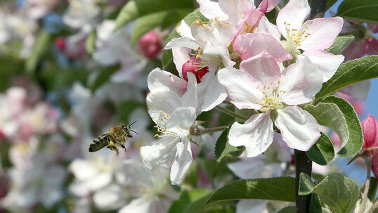 Bei Obstbäumen ist die Biene verantwortlich für die Bestäubung der Blüten, und damit für einen guten Ertrag. 