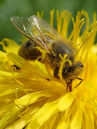 Biene auf Taraxacum officinale